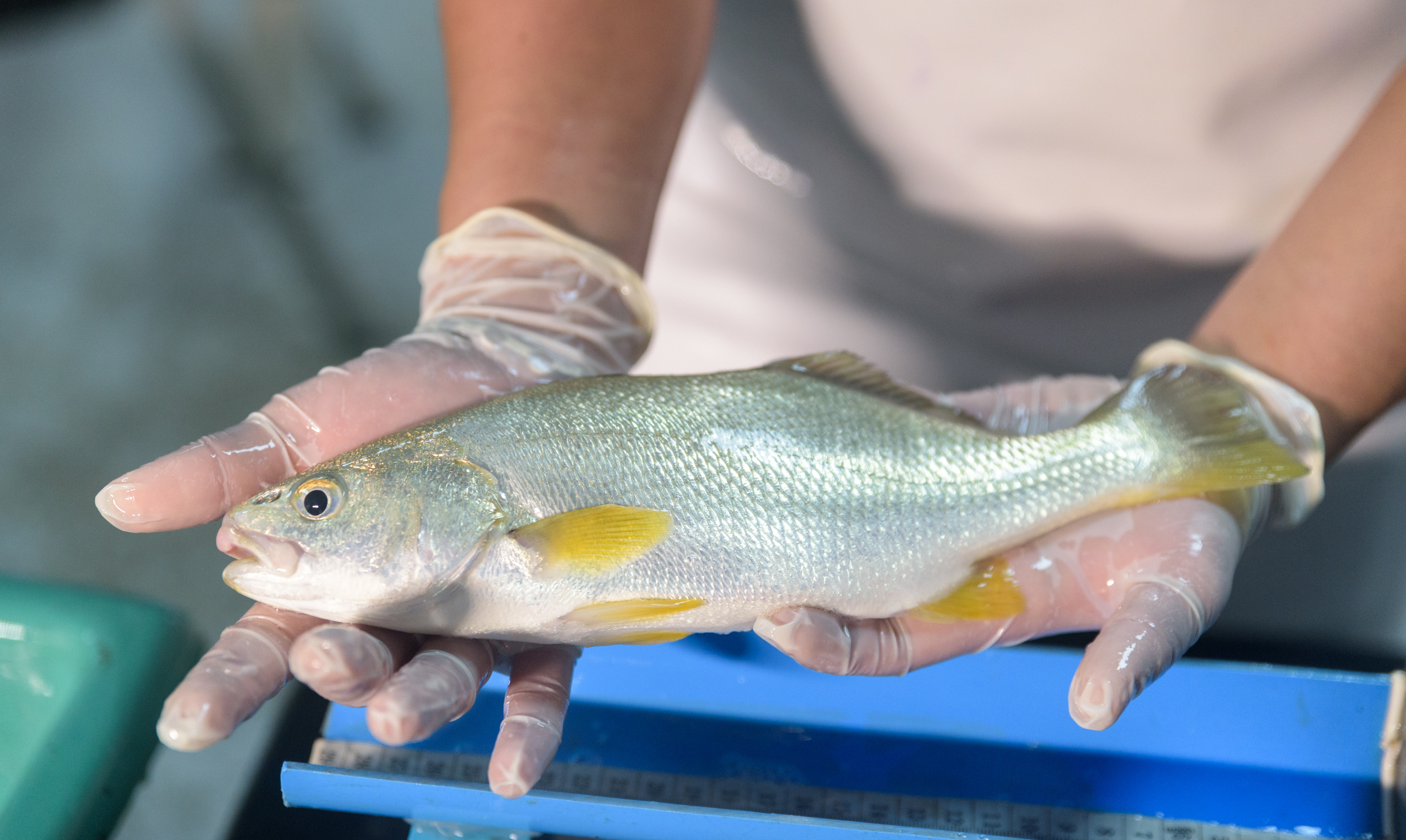 Acuicultura de siembra para una pesca sostenible