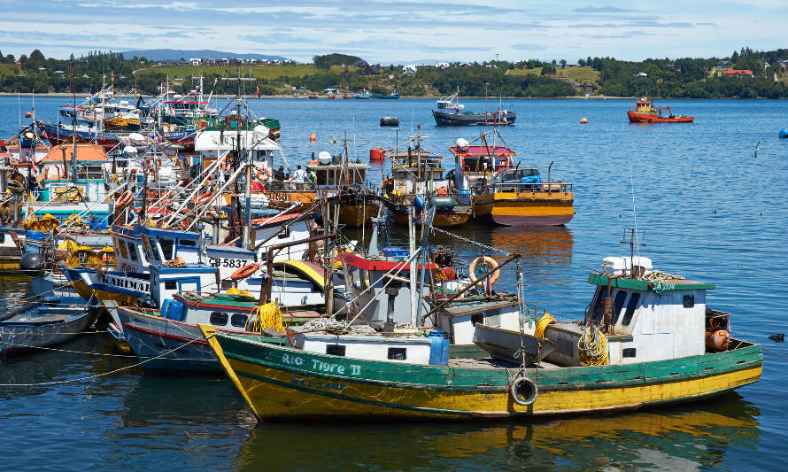 Suspensión de veda: pescadores de la Región Los Lagos podrán seguir extrayendo cholgas