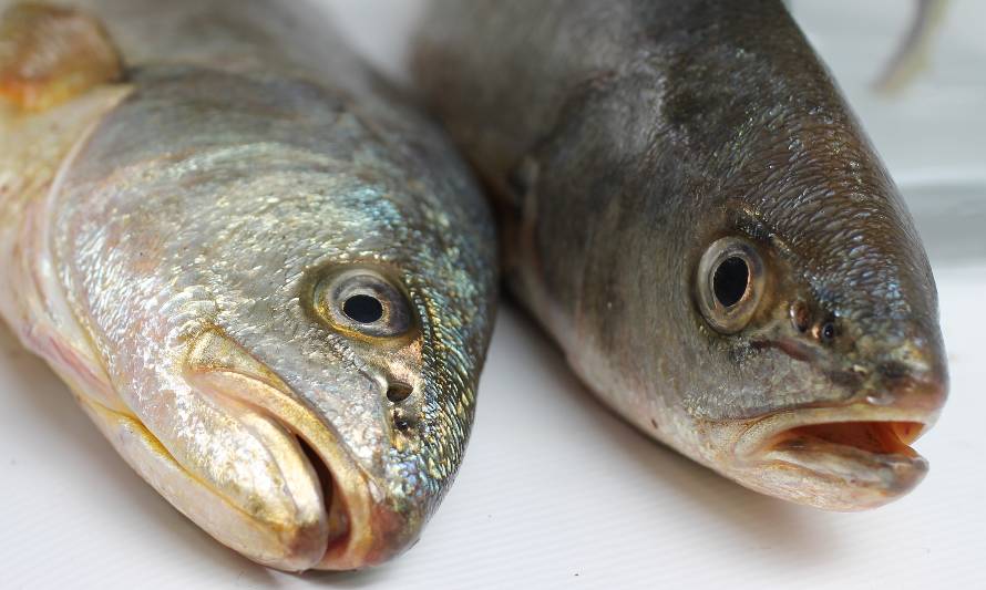 Un mar de oportunidades para la corvina de cultivo