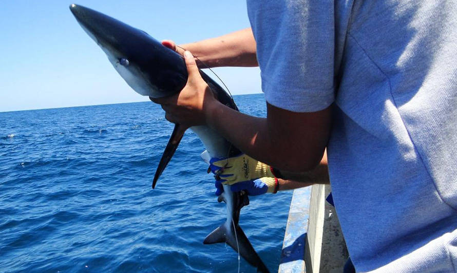 Subpesca dispone devolución obligatoria de rayas y tiburones capturados accidentalmente en faenas pesqueras