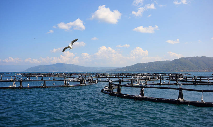 Abordan las posibilidades de desarrollo de la acuicultura oceánica en Chile