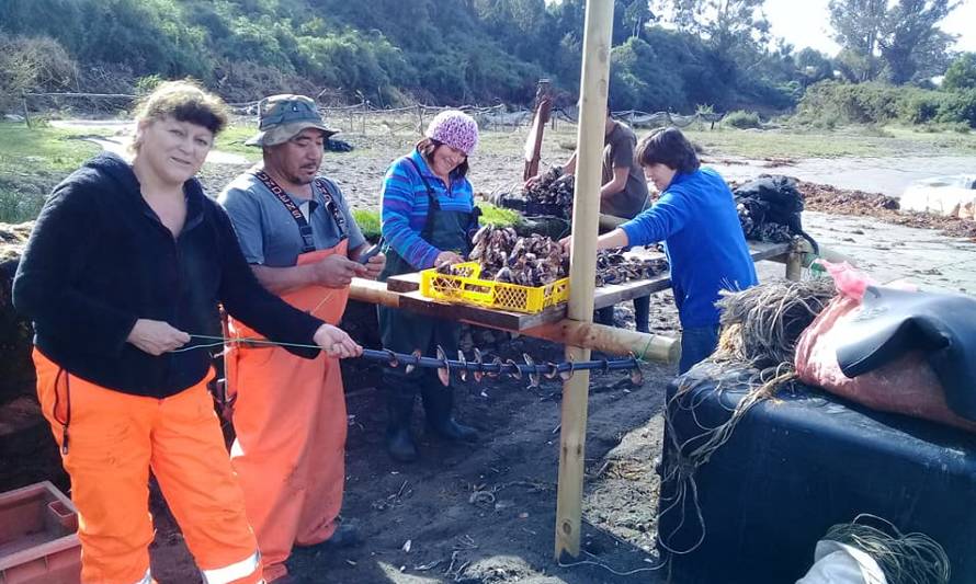 Pescadores pondrán en práctica modelo productivo y comercial para reactivar la ostricultura