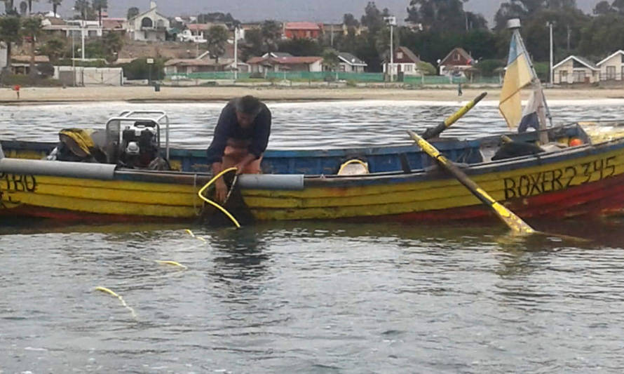 Pescadores de La Herradura inician repoblamento de alga pelillo
