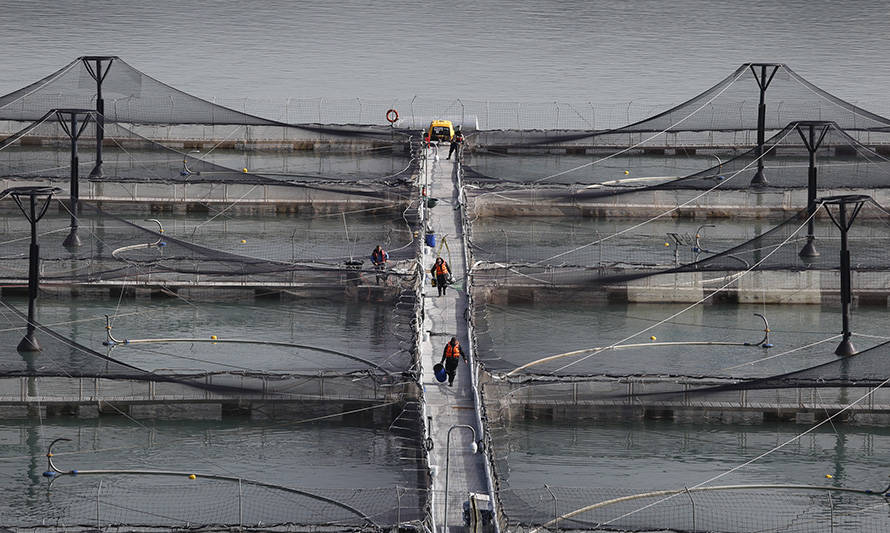 Proyecto Pincoy lanza manual de buenas prácticas para la industria salmonera