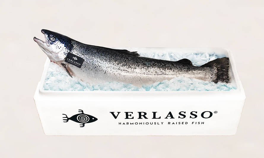 AquaChile anuncia primera cosecha en Magallanes de salmón Verlasso