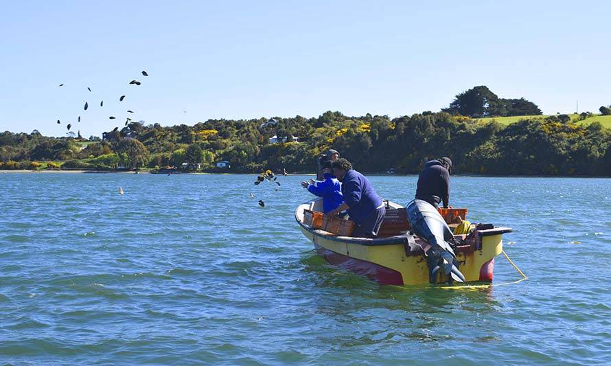  Proyecto de repoblamiento sembró en Ancud las primeras semillas de ostra chilena