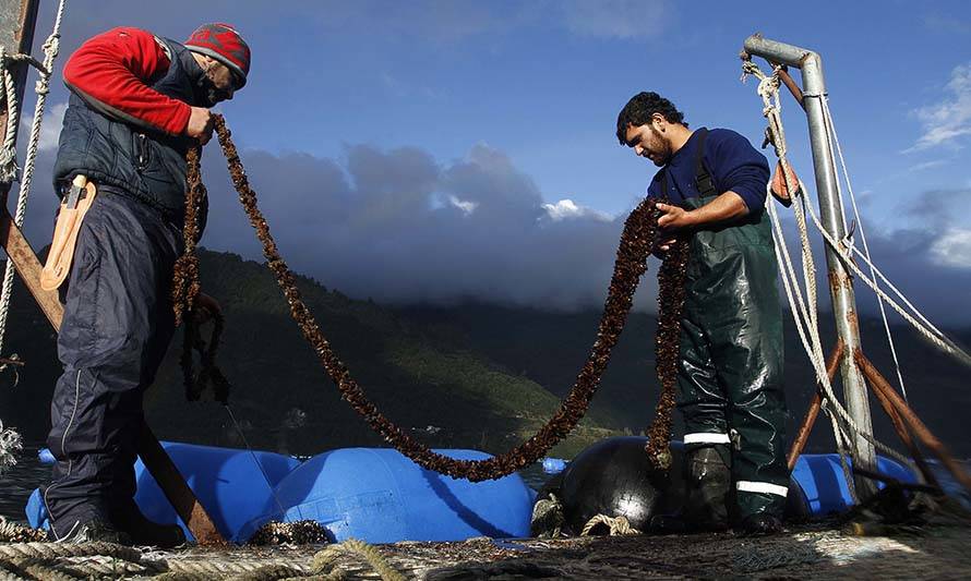 Pesca artesanal: Gobierno abre fondo para apoyar cultivos piloto de pequeña escala en áreas de manejo