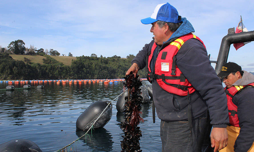 Industria mitilicultora se enfoca en la sustentabilidad del abastecimiento de semillas de mejillón