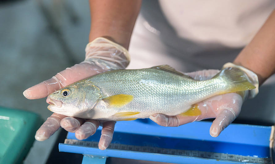 Invitan a ciclo de conferencias sobre la acuicultura de peces nacionales