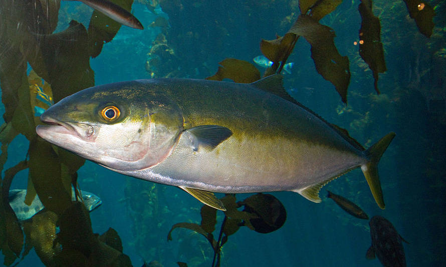 Comisión de Pesca de la Cámara Baja aprueba aumentar penas para quienes pesquen con explosivos