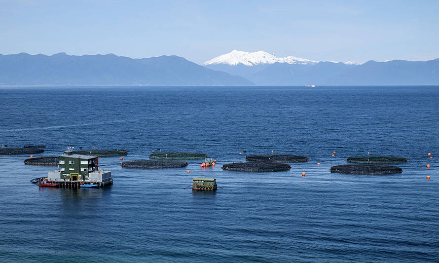 Gremios del salmón llaman al sector a hacerse cargo de las exigencias de la ciudadanía