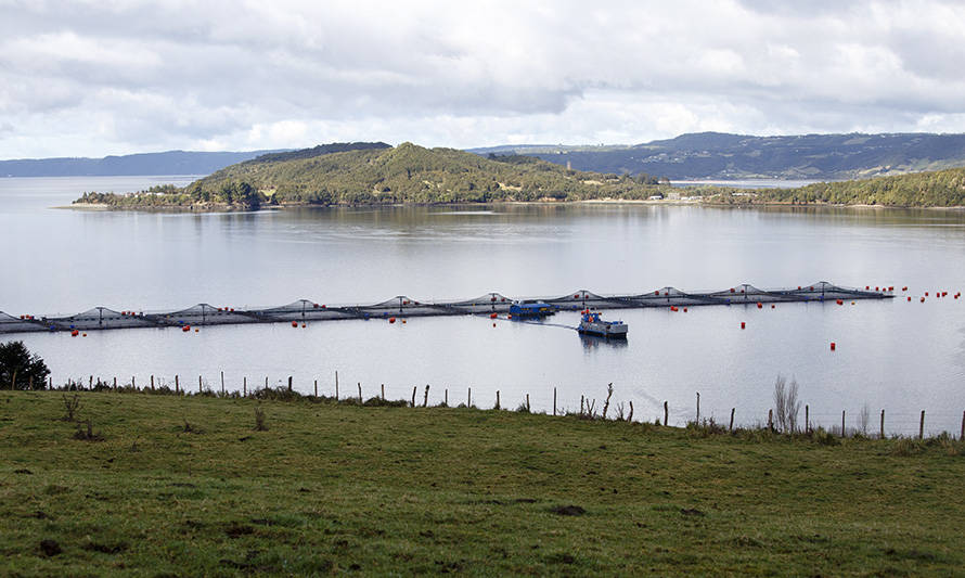 Subpesca espera reducir en un 30 % el número de concesiones de salmónidos en Los Lagos y Aysén