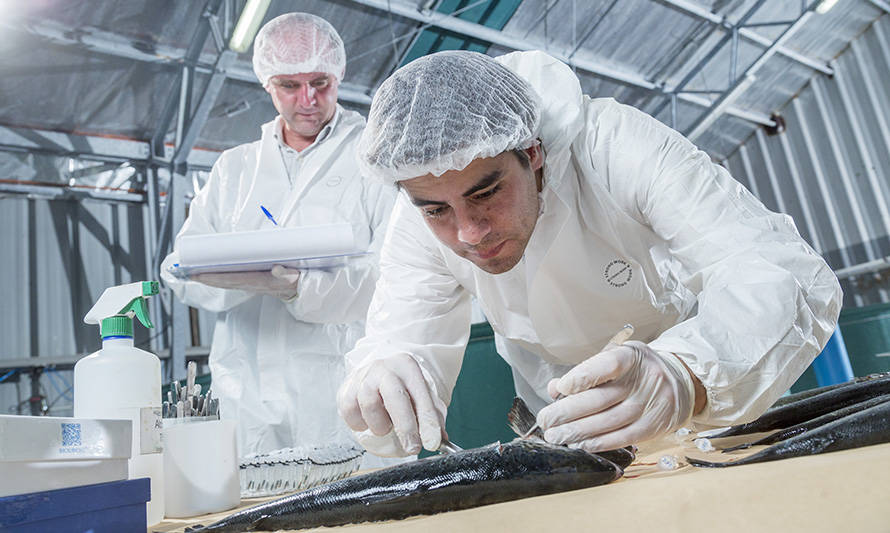 INCAR y Hendrix Genetics estudiarán las bases genómicas de la respuesta del salmón del Atlántico frente al piojo de mar