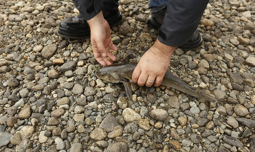 IFOP difundirá este martes resultados de programa sobre la situación sanitaria de peces silvestres