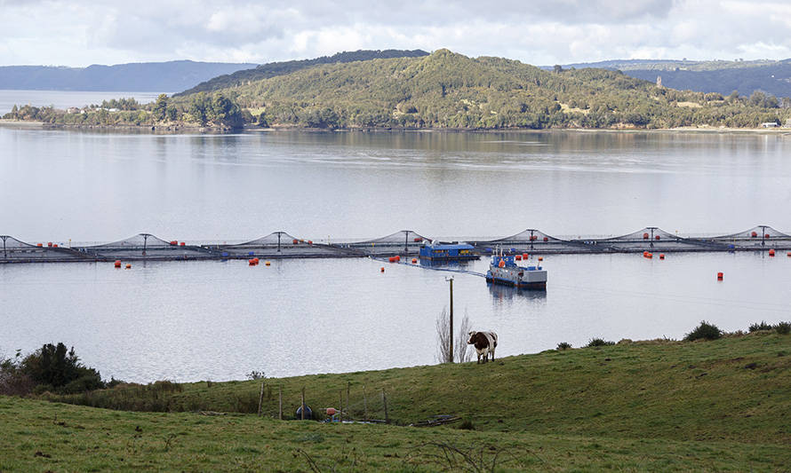 Consejo del Salmón reitera importancia de fortalecer el vínculo entre industria y comunidades