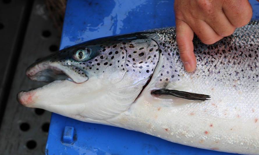 Abordan nuevas estrategias para combatir el "piojo de mar" en la salmonicultura nacional