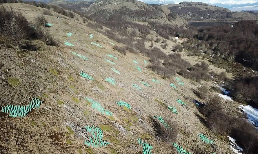 Skretting renueva programa de reforestación en la Patagonia