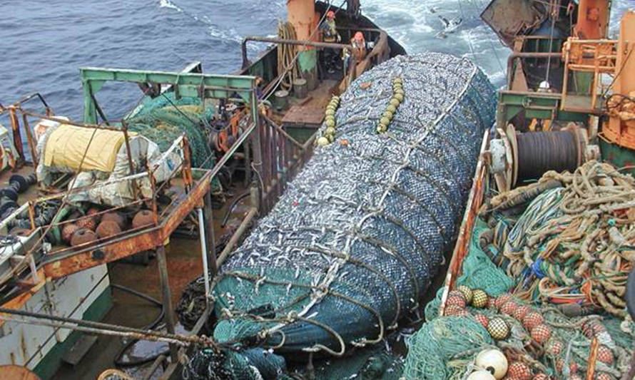 Oceana publica informe científico con antecedentes para prohibir las redes de arrastre en la merluza común