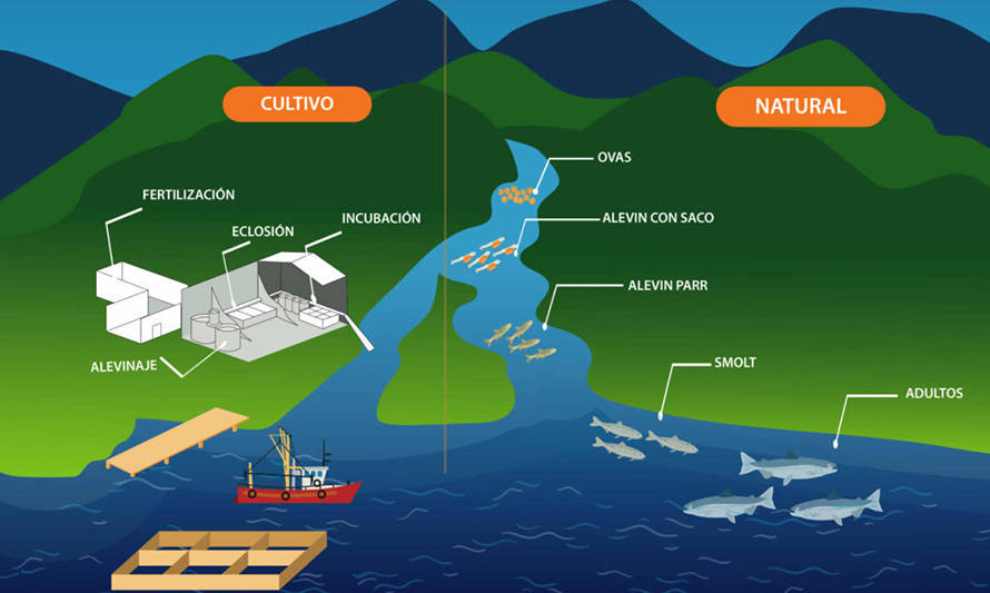 Cultivo de salmón en agua dulce: ¿hace falta más regulación?