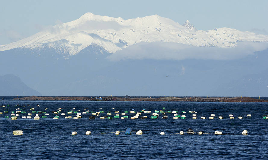 Marea roja: prohíben extracción de moluscos en áreas de Puerto Montt por presencia de veneno amnésico