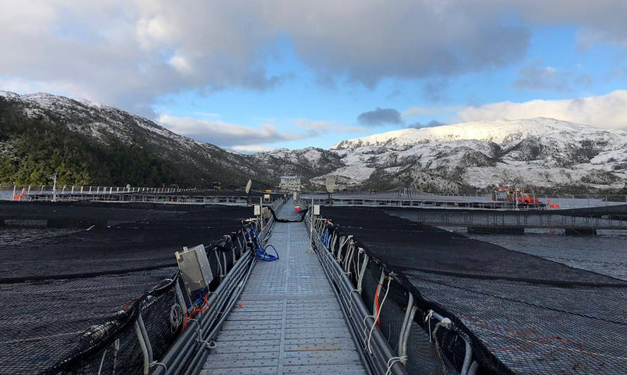 Sernapesca valora aumento de sanción a Nova Austral por adulteración de mortalidades