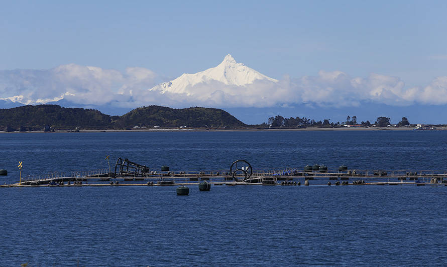 Conapach se opone a dar categoría de fauna acompañante a salmones escapados