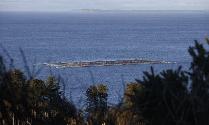 Comisión de Pesca del Senado aprueba que escapes de salmones se sancionen con la suspensión de operación