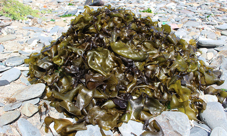 IFOP implementará una red de monitoreo de algas pardas en el norte de Chile