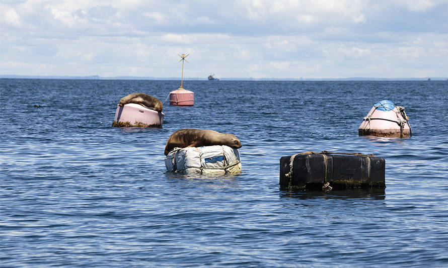 Gobierno renueva por 10 años la veda extractiva del lobo marino común