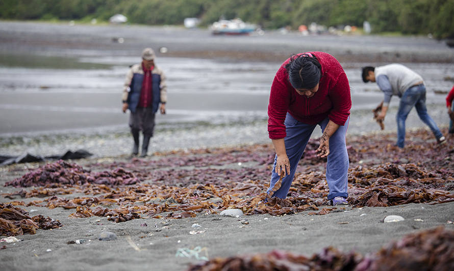 Recolectores de algas de la Región de Los Lagos obtienen permiso para seguir trabajando en pandemia