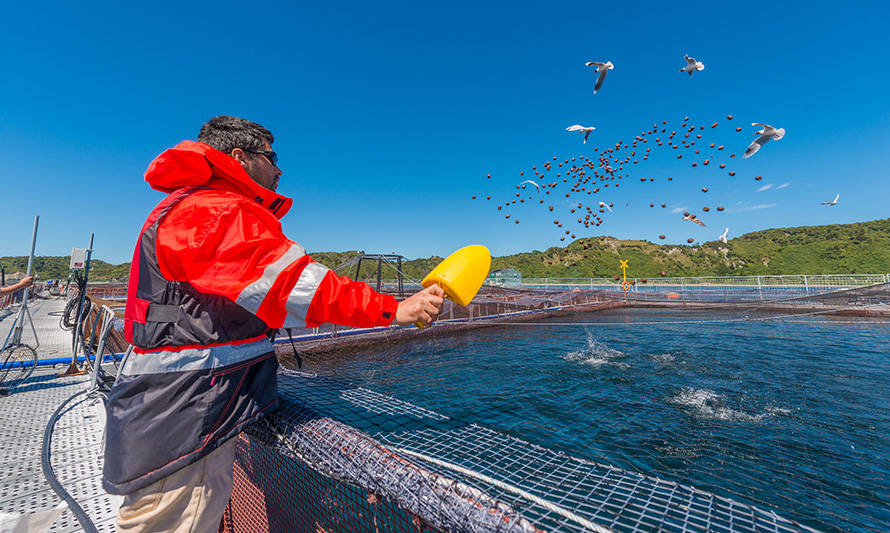 Salmofood destaca centros coho de Invermar y Camanchaca como los mejores de 2020