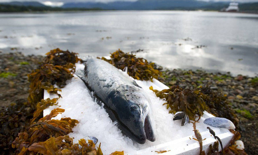 Exportaciones de salmón de la industria escocesa caen un 23 % en 2020