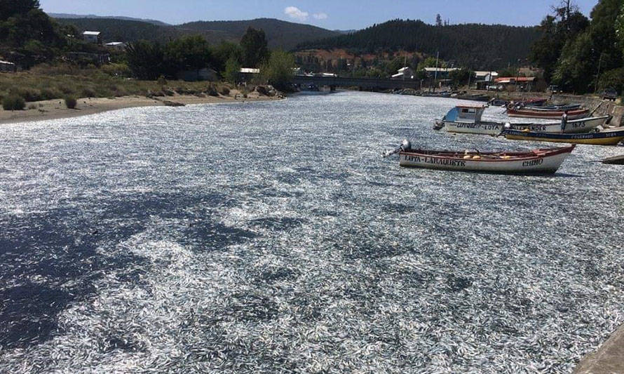 Análisis confirma que bajas de oxígeno causaron mortandad de peces en Arauco