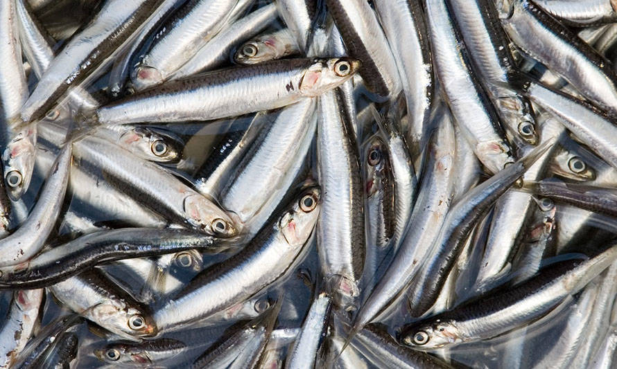 Pesca artesanal: temporada de sardina y anchoveta en el Biobío comienza el 1 de marzo