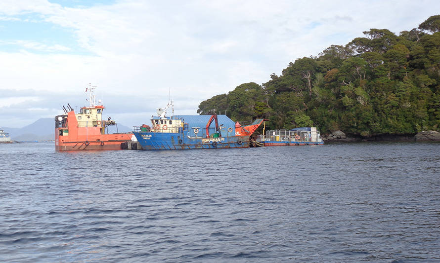 Superintendencia del Medio Ambiente formula cargos contra salmonera Blumar por infracciones en Aysén
