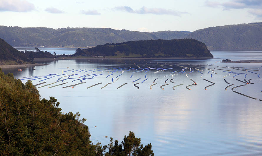 Intemit e IFOP analizan situación de marea roja en el mar interior de Chiloé