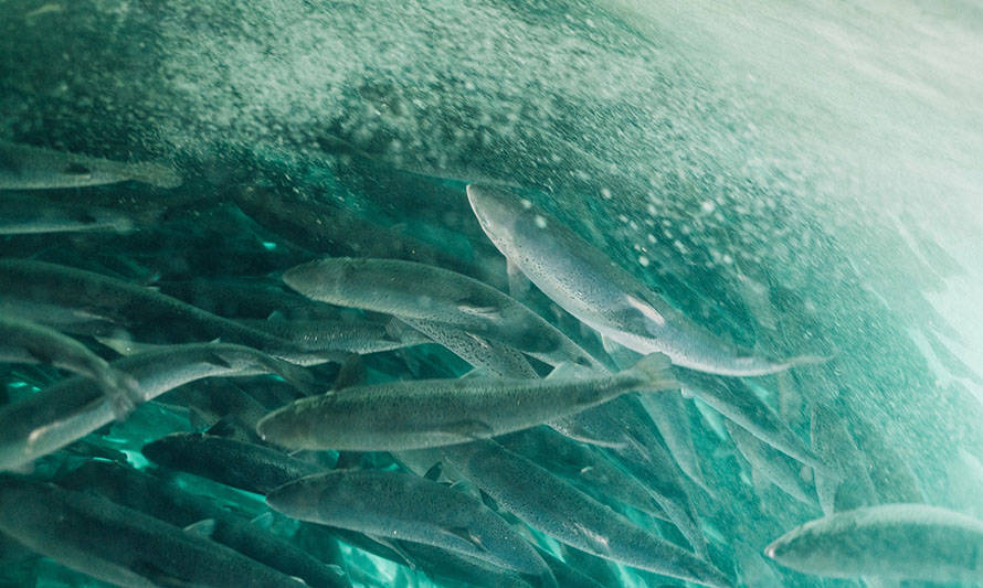 Atlantic Sapphire pierde 500 toneladas de salmón por nueva falla productiva