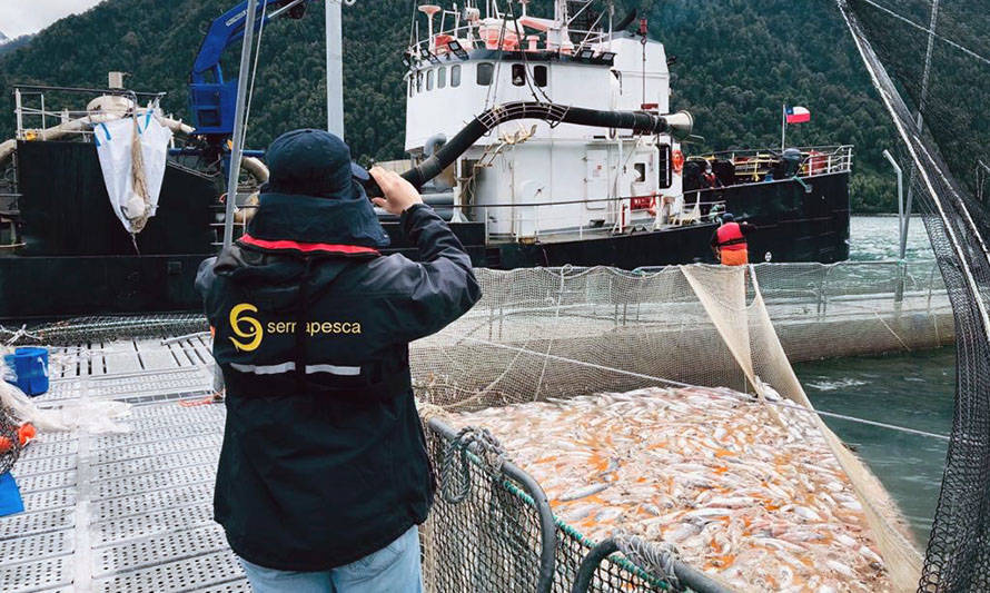 Mortandad de salmones: Sernapesca da por finalizadas contingencias en Chiloé y Palena