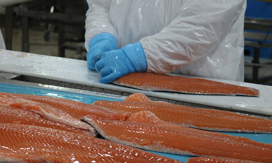 Rusia reautoriza a Blumar envíos de salmón a mercado euroasiático