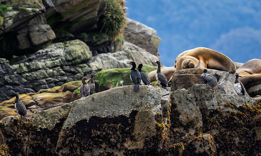 Investigadores UACh ejecutaron segunda campaña de monitoreo ambiental en la costa norte de Aysén