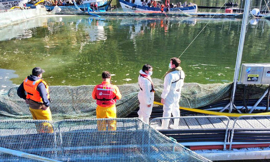 Bloom de algas: mortalidad total de salmones se acerca a las 6000 toneladas