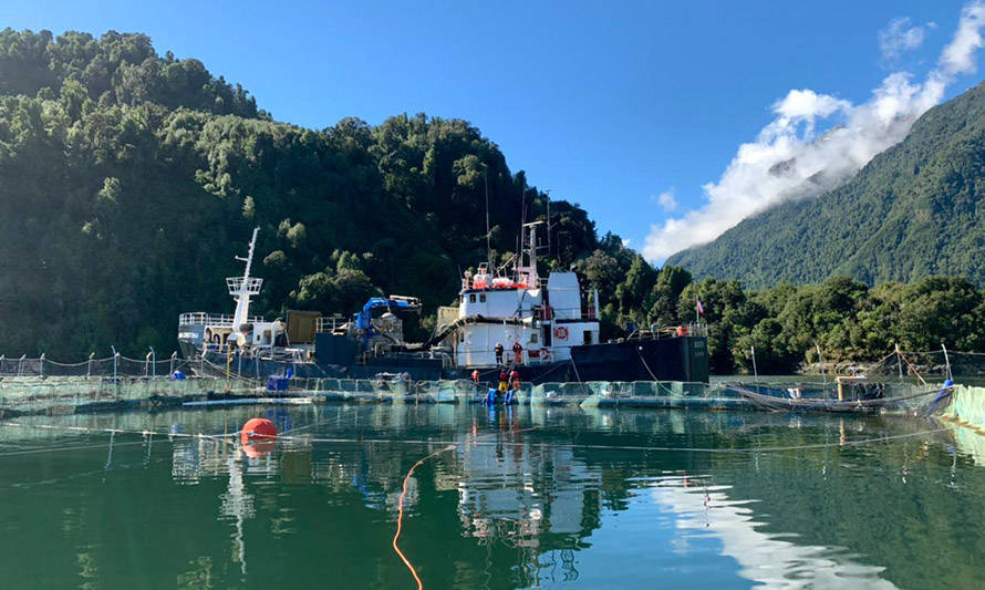 Salmones Camanchaca concluye extracción de mortandad masiva de peces en el fiordo Comau