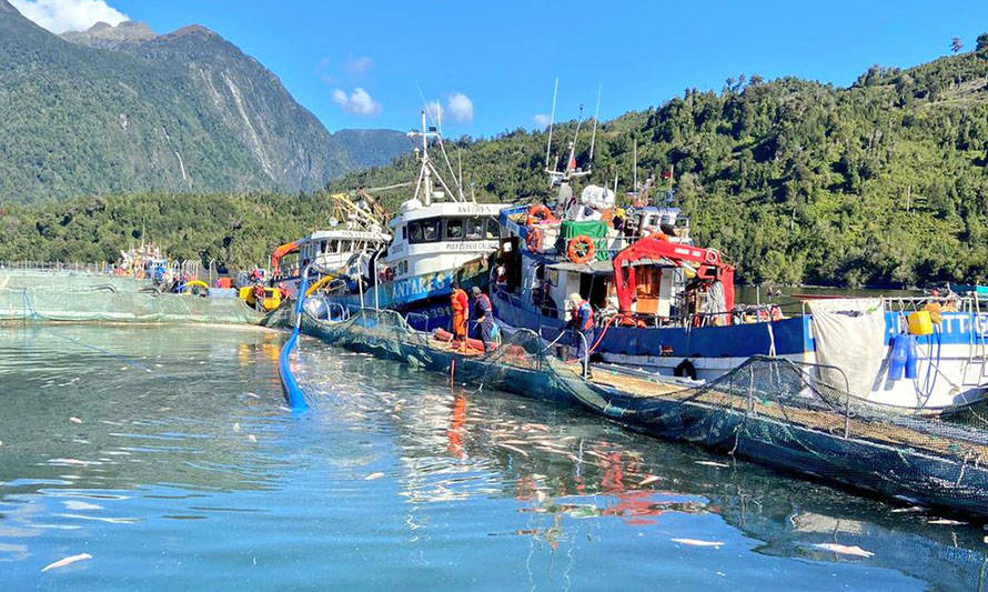 Camanchaca, AquaChile y Mowi acumulan las mayores mortalidades por contingencia en Los Lagos y Aysén