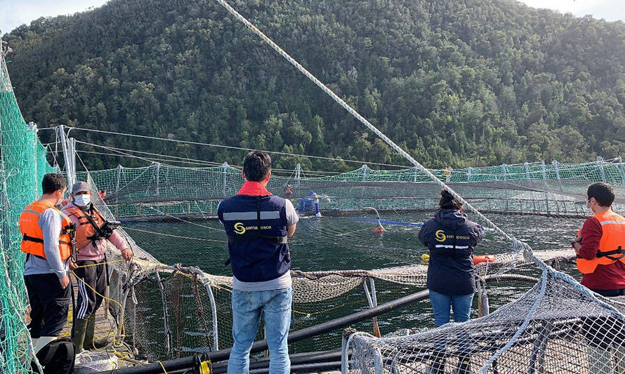 Mortandad de salmones: a diez se eleva el número de centros afectados en fiordo Comau 