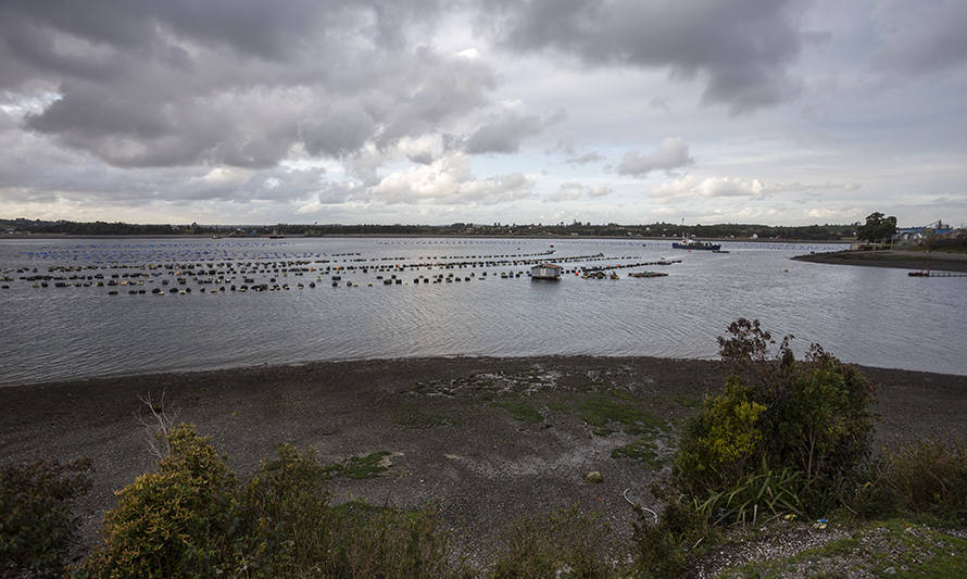 Sernapesca declara emergencia de plaga en Calbuco por presencia de alga exótica invasiva