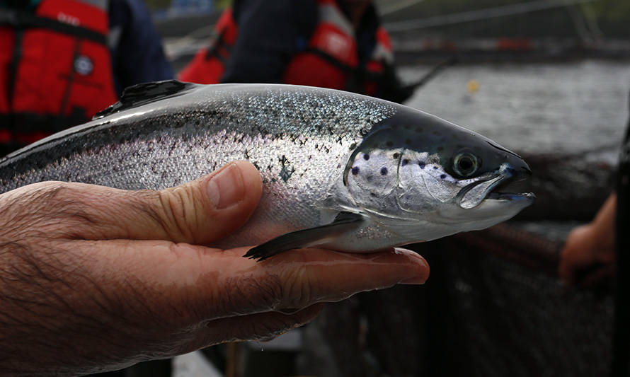 "ABC de la salmonicultura": la nueva plataforma que entrega conocimientos sobre el clúster del salmón nacional