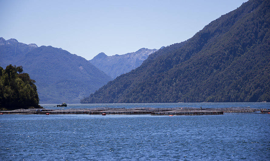 Oceana califica como "preocupante" la histórica producción de la industria salmonera en 2020