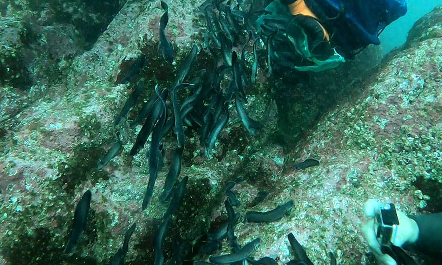 Liberan en la bahía de Tongoy ejemplares cultivados de congrio colorado