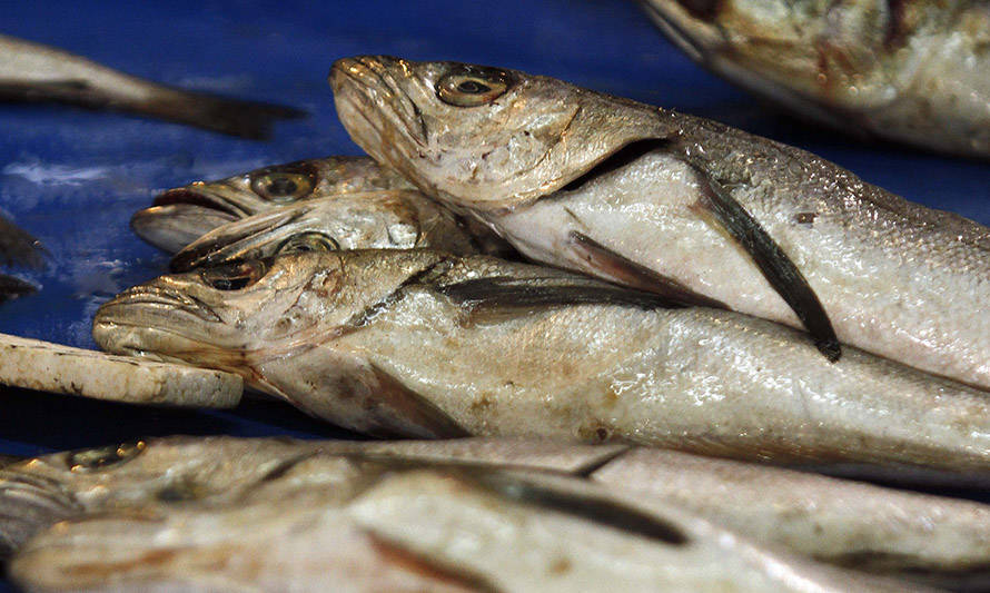 Segundo Tribunal Ambiental determina que Subpesca aumentó ilegalmente cuota de merluza austral