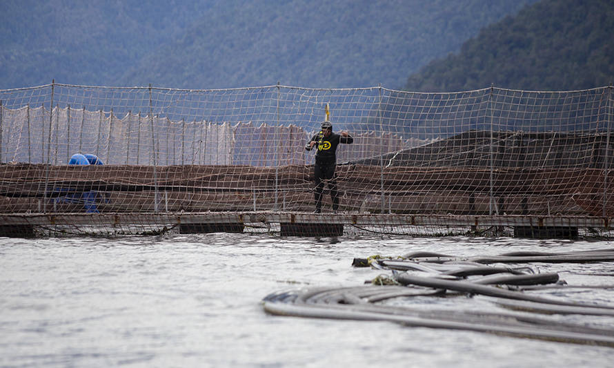 AquaChile implementa medidas para mejorar seguridad laboral de buzos acuícolas